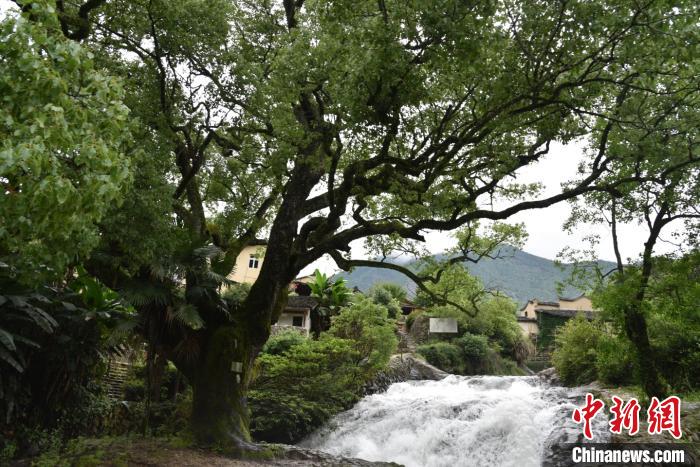 浙江龙泉下樟古村风光 范宇斌 摄