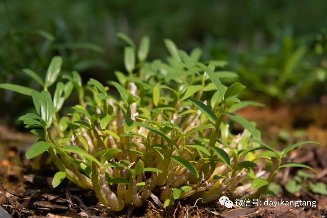 現在在野外發現的野生霍山石斛都具備了以上特徵,雖沒有